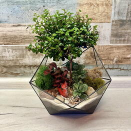 Florariumy Magic in glass ✨