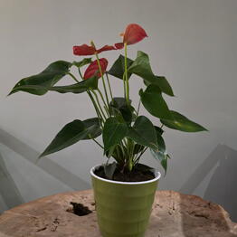 Plant