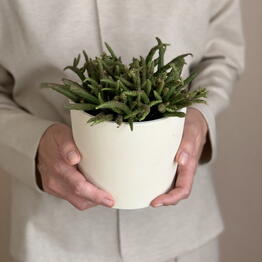 Dilyara verde