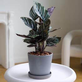 Margoplants