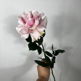 Delicate French rose of Pink Mondial variety