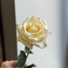 SarFlora na Ust-Kurdyumskoy