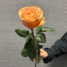 Lovers of Flowers