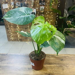 INTERIO Flo