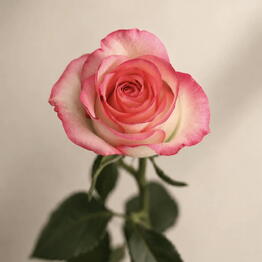 Lucas Flowers