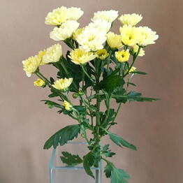 Flowershop.store
