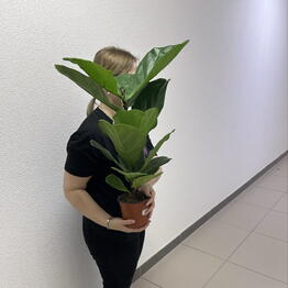 KOMNATNYE RASTENIYa SPB