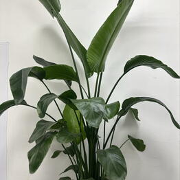 Flower and Decor Studio