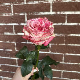 Flowers for you