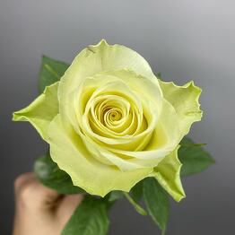 NikaFlower