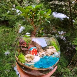 Florarium con bonsai Ficus en la bola M