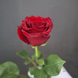 Florens
