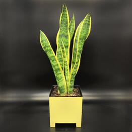 Succulenteria
