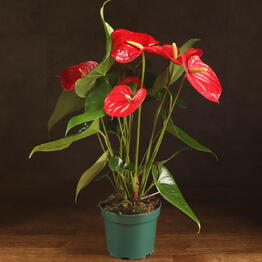 LuxuryPlants
