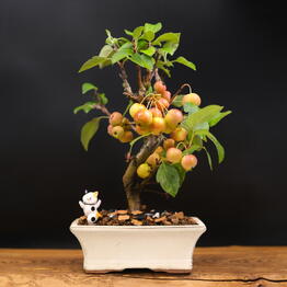 Bonsai fitosystems