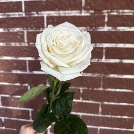 Flowers for you