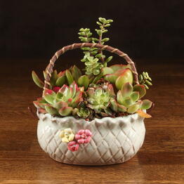 LuxuryPlants