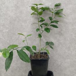 Комнатные пальмы, купить в Москве по цене 700 руб домашнюю пальму ...