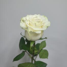 White Rose