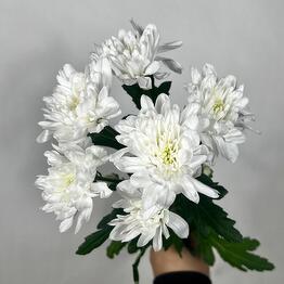 Classic bush chrysanthemum of the Baltika variety