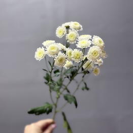 PONI | Cvety/Shary/Dekor