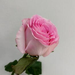 Flowers Story