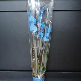 ELEGIY  flowers