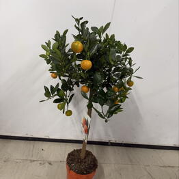 AestasFlowers