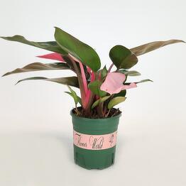 FloraManiya