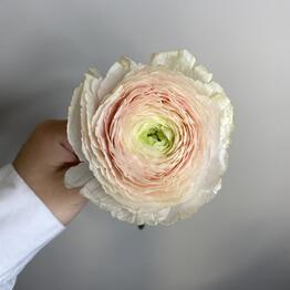 Art of Flowers