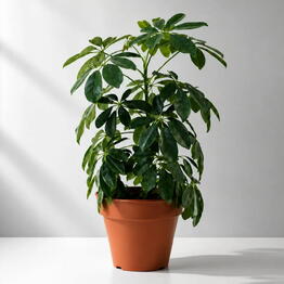 Ready Plants