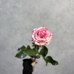 A. Flowers