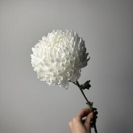 Flowers by soul. Цветочная студия