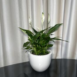 Buketlend 