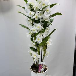 ML_flowers