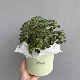  Success Flowers