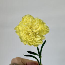 Чайка Flowers