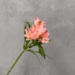 DG flowers