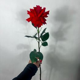 French scarlet rose of Nina variety