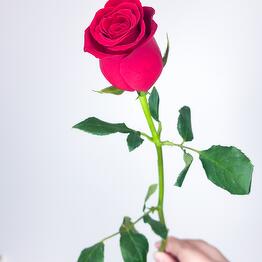 Petals of love