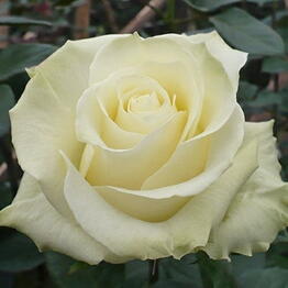 MagicRoze