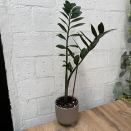 Plants of Tatiana Svetlakova