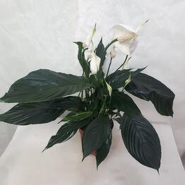 Ирис Blumen