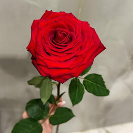 KAAS Flowers