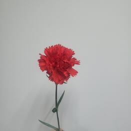 Red carnation