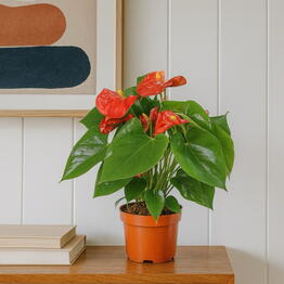 Pilea 