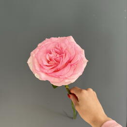 Cotton flowers