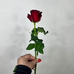 Classic burgundy rose of the Rhodes variety