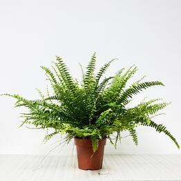 Pro Ficus