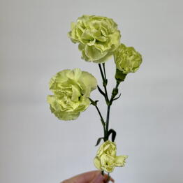 Чайка Flowers